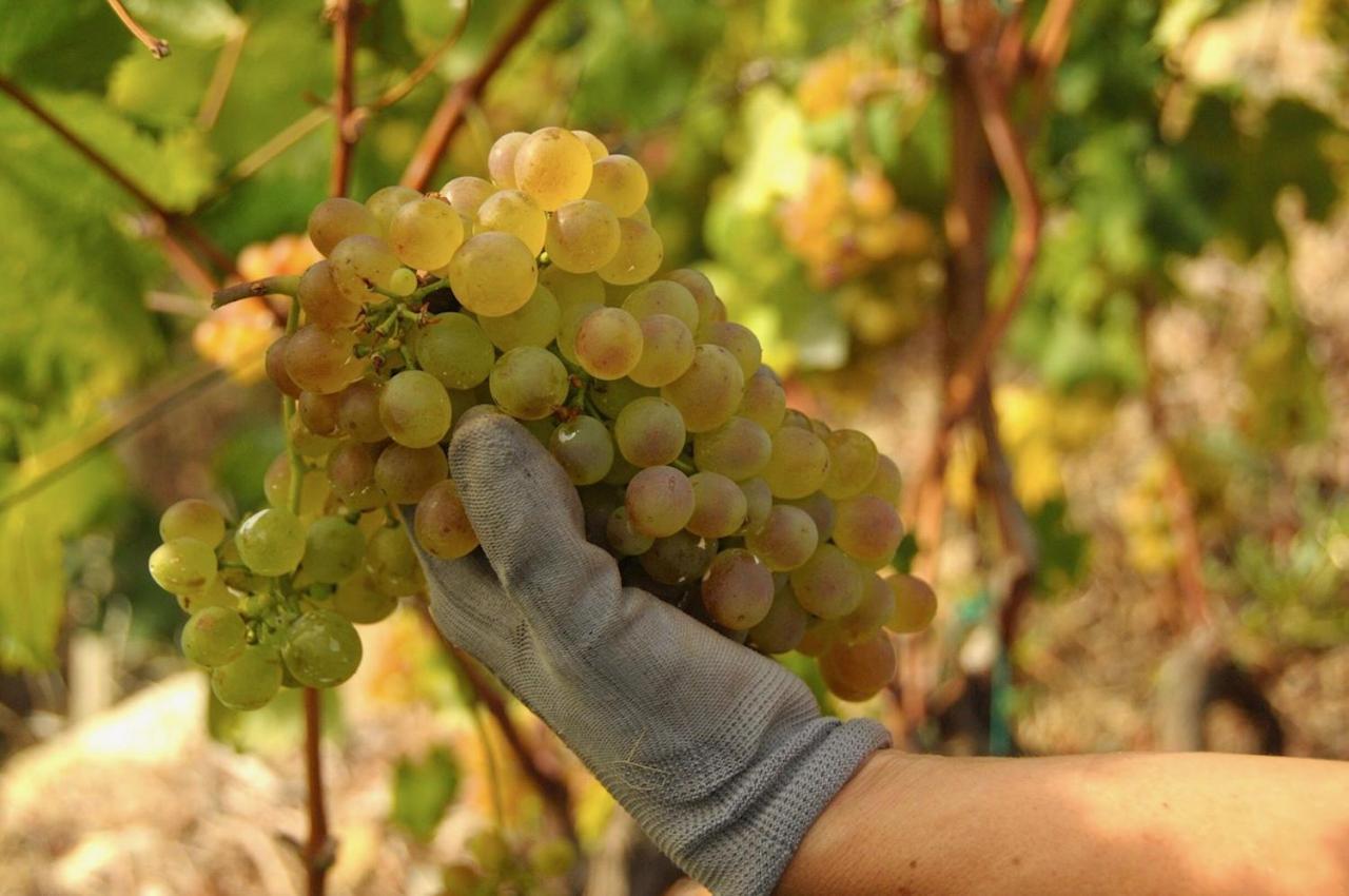 La Casa Del Podere Castellaro  Εξωτερικό φωτογραφία