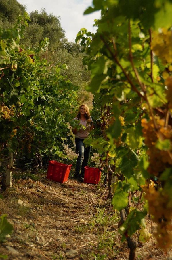 La Casa Del Podere Castellaro  Εξωτερικό φωτογραφία